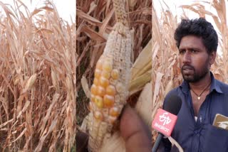 crop-damage-in-koppal-farmers-demanded-for-compensation