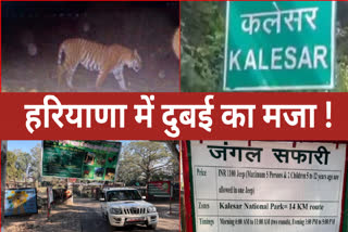 Jungle Safari in Kalesar Park