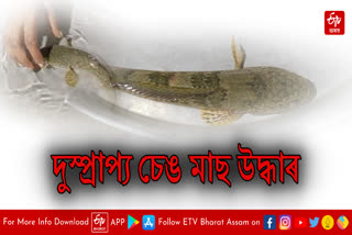 Rare Channa Barca rescued in Kalgachia