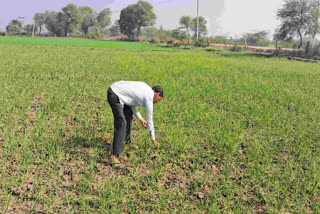 farmers demands garlic production unit