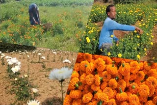 Flowers cultivation in Koderma