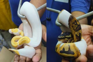 smuggling-of-snakes-in-biscuit-and-cake-packets-11-snakes-seized-from-passenger-coming-in-mumbai-airport-from-bangkok