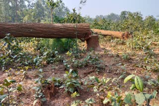 Cutting of trees continues in Hasdeo coal mines
