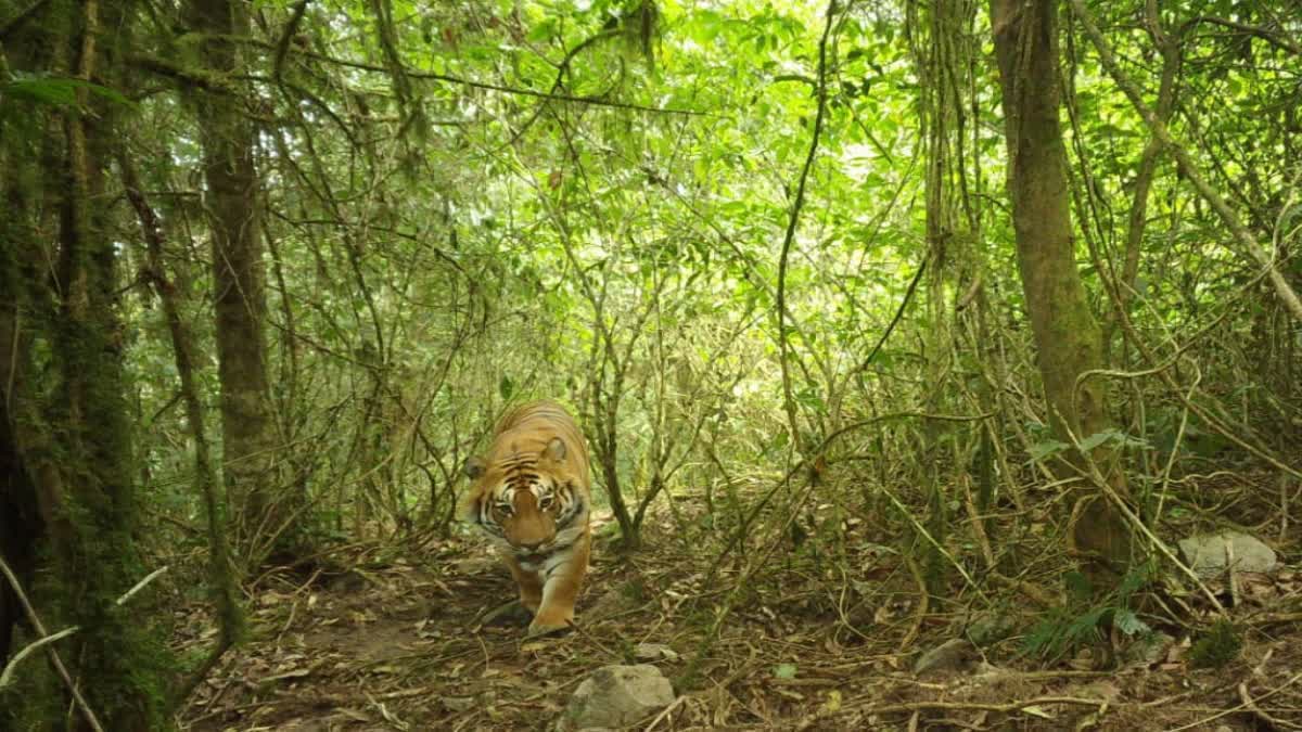 TIGER STRAYS AT PURULIA