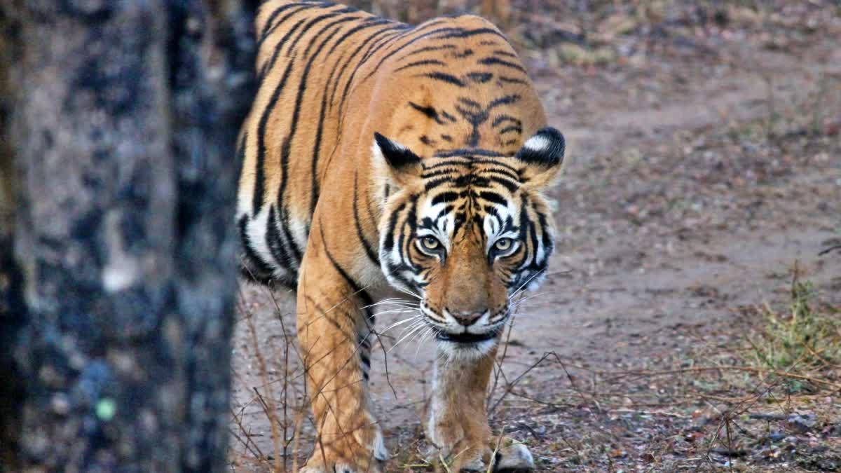 TIGER EATS FARMERS  MADHYA PRADESH TIGERS  tiger attack on farmer  tiger killed farmer