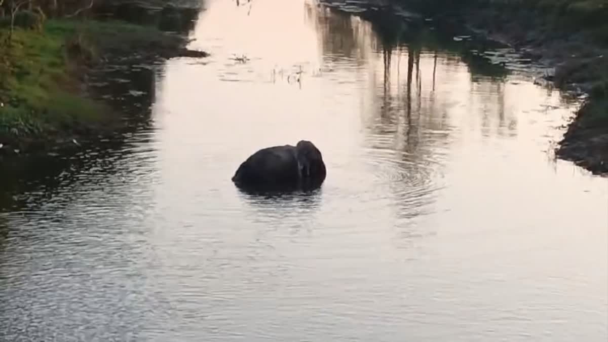 Elephant death in Jalpaiguri