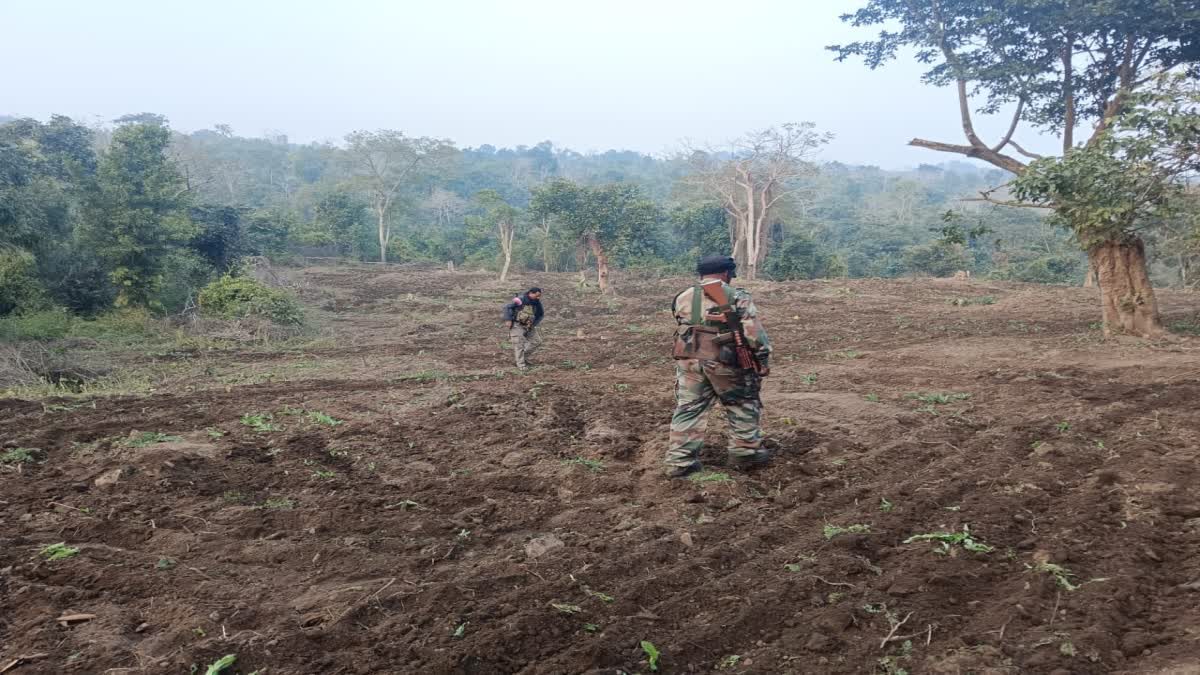 Poppy Cultivation In Palamu