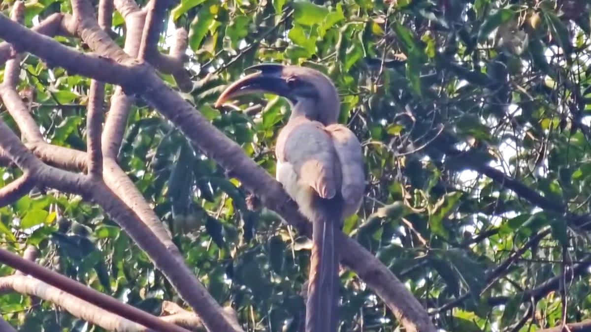 Hazaribagh's Hornbill, known for its two beaks, stands out for its cleanliness, as it maintains a spotless nest, unlike other birds.