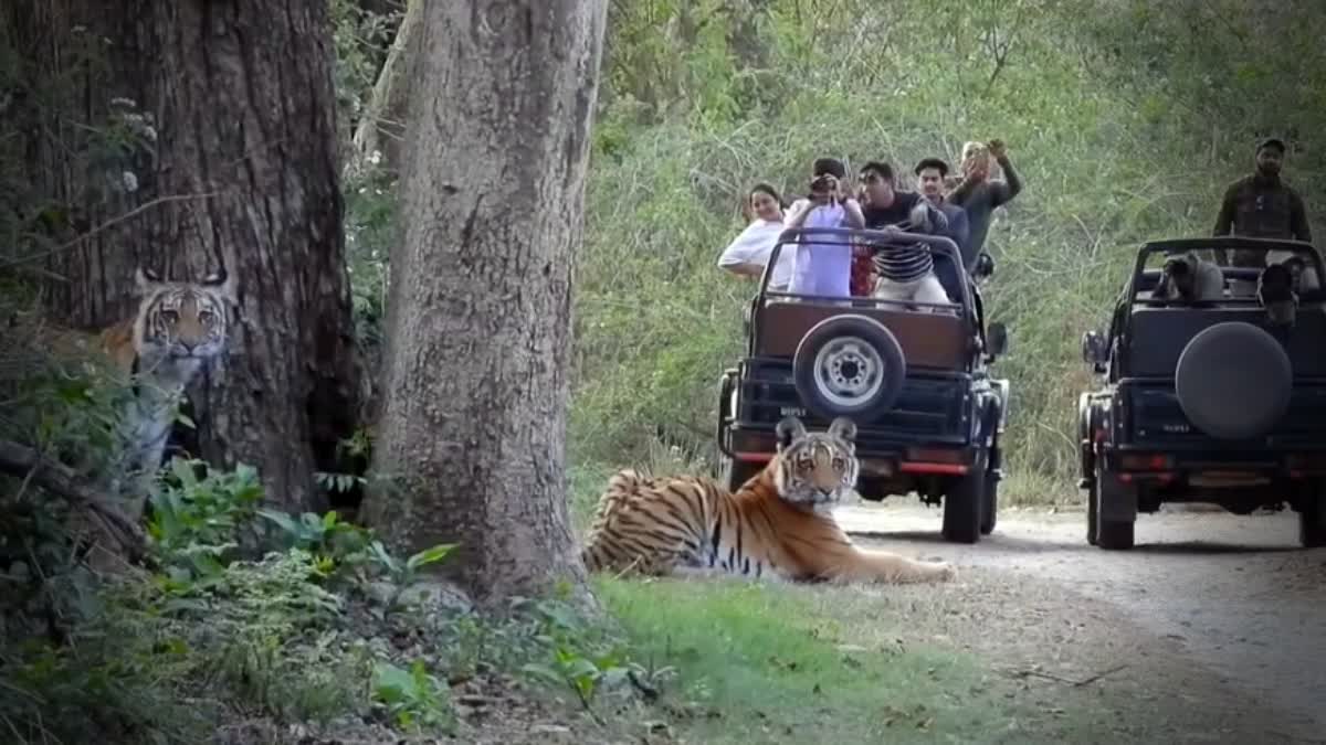 Visitors during a tiger safari at Jim Corbett National Park, Uttarakhand