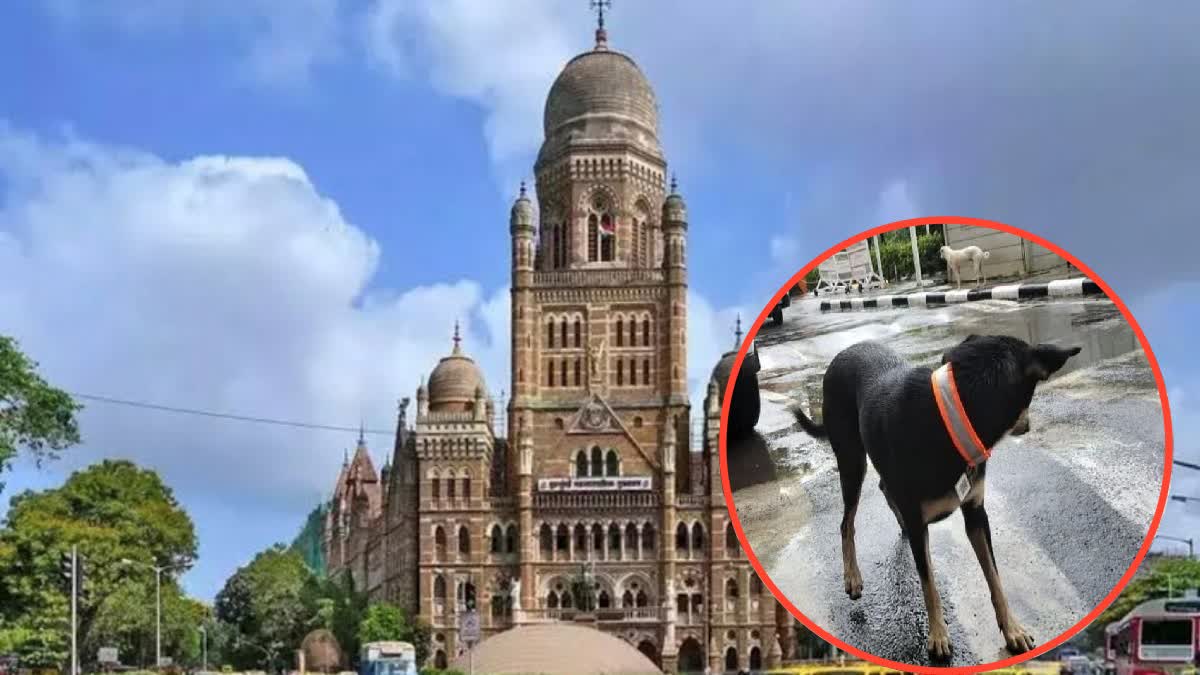 BMC Mumbai