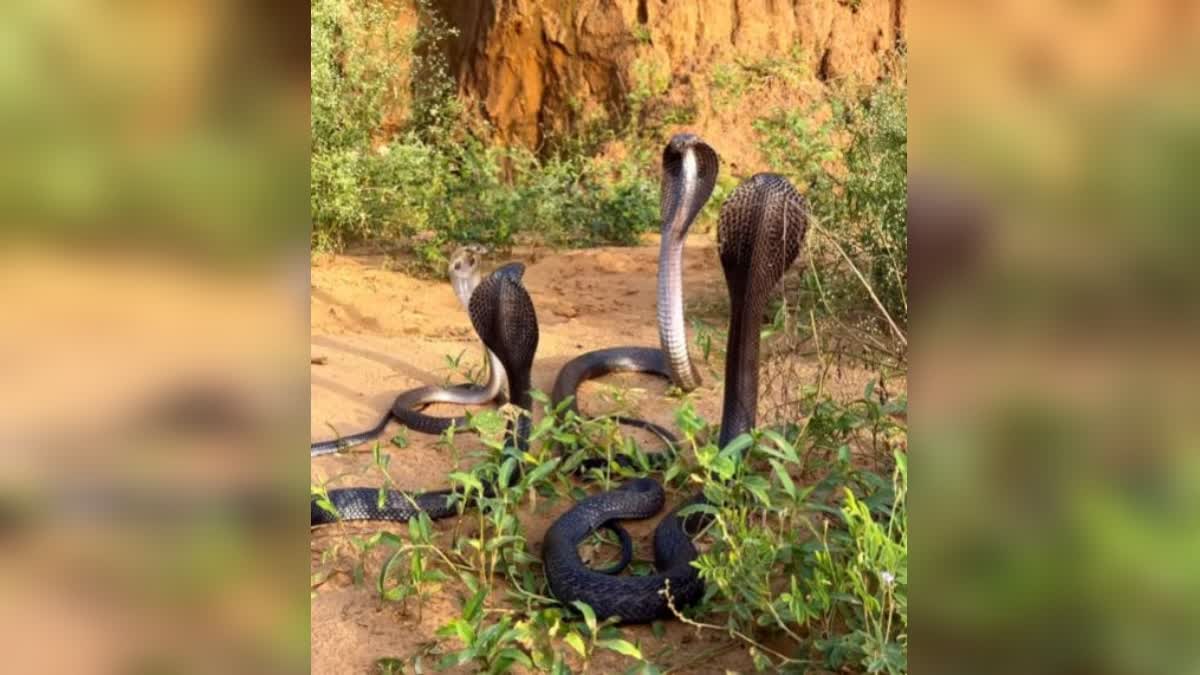 Four cobra snakes clashed