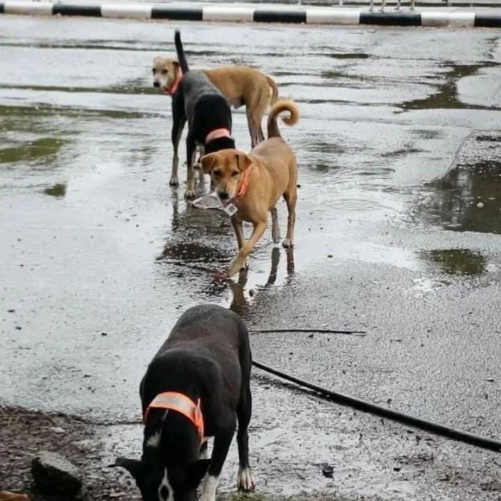 Dogs Tracking Activity