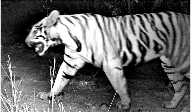 Male and Female Tigers Roaming In Adilabad