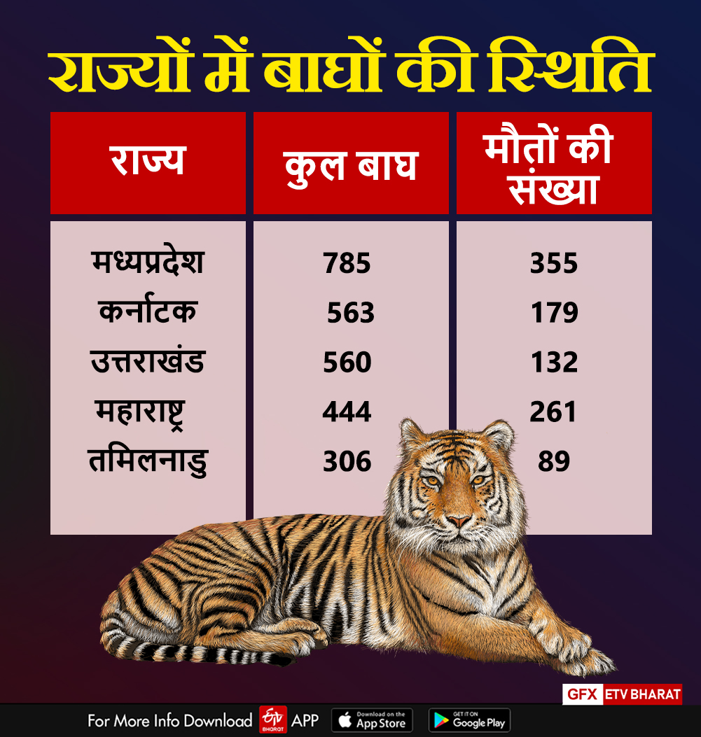 tiger death in mp