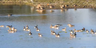 As Migratory Birds Flock To Kaziranga, Park Authorities Gear Up For Annual Bird Census In January