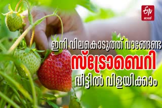 STRAWBERRY GROWING TIPS  STRAWBERRY BENEFITS  സ്‌ട്രോബറി വീട്ടില്‍ വളര്‍ത്താം  STRAWBERRY IN CONTAINERS