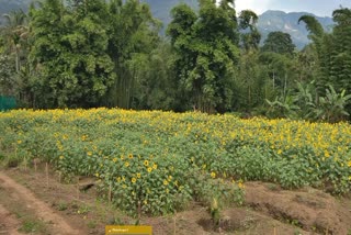 IDUKKI MAJOR TOURIST ATTRACTIONS  SUNFLOWER FIELD IN KERALA  SUNFLOWER FIELD IDUKKI  TOURIST ATTRACTIONS IN IDUKKI