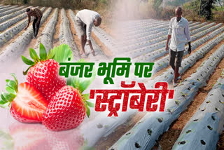 farmer-cultivated-strawberries-on-barren-land-in-latehar