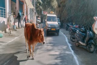 Stray cattle in Barkot of Uttarkashi