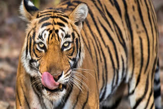 Sukhram Uike was attacked by a tiger while ploughing fields. Villagers blame the forest department for failing to locate the animal despite warnings.