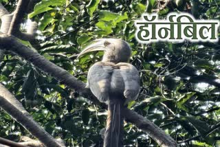 Two-beaked hornbill bird in Hazaribag