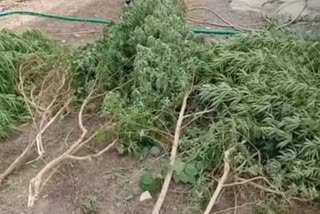 Barwani cannabis crops seized