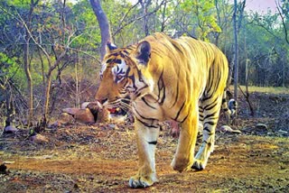 Male and Female Tigers Roaming In Adilabad