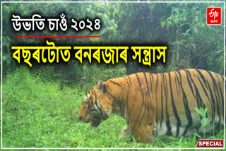 Assam tiger attack case 2024