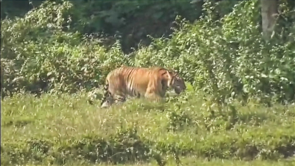 Assam tiger attack case 2024