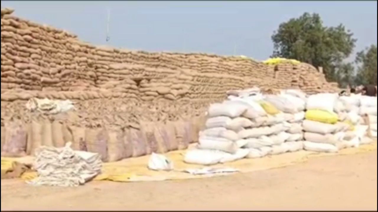 Danger of elephants looms in paddy procurement centre