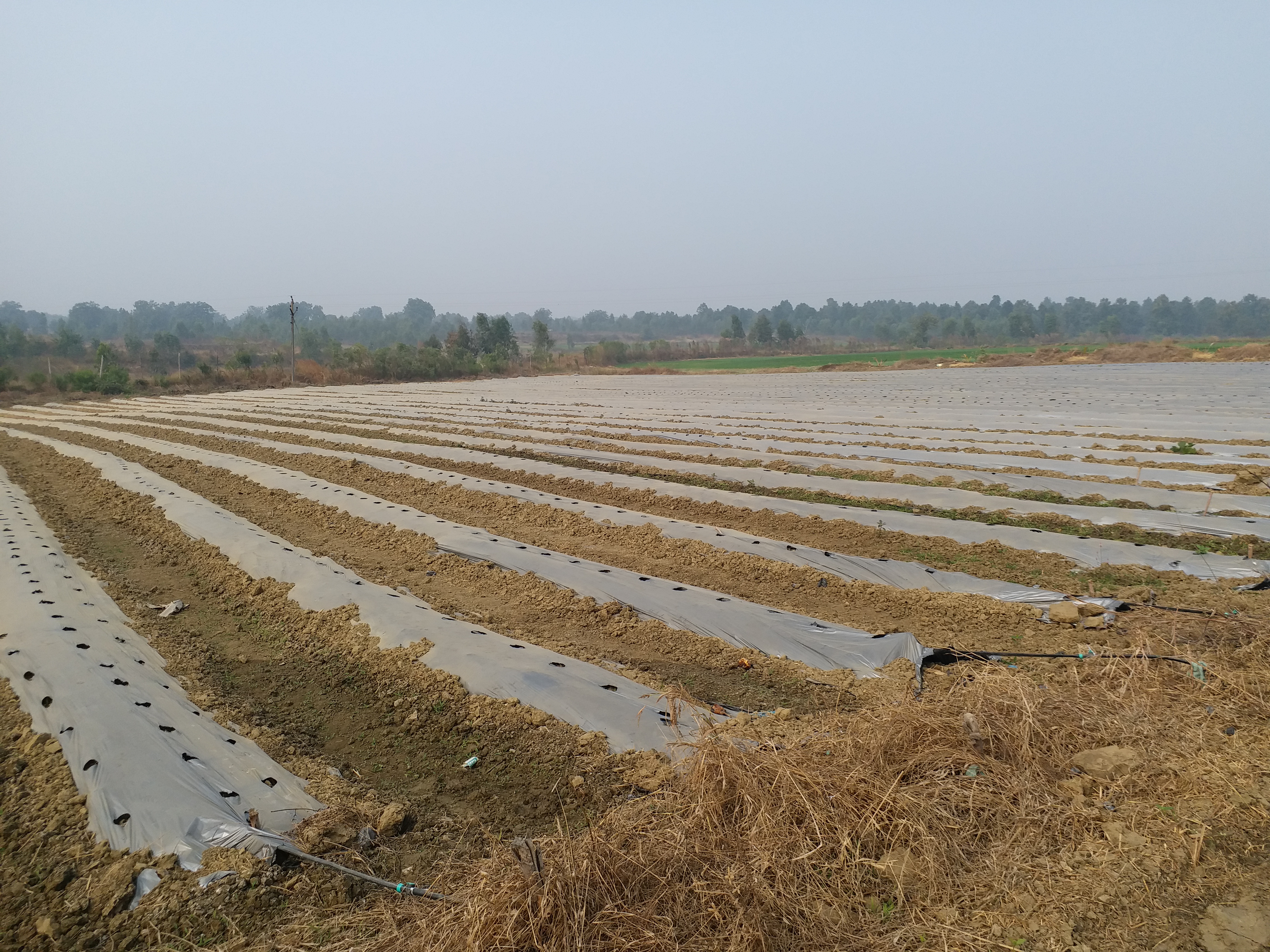 mulching techniques in agriculture