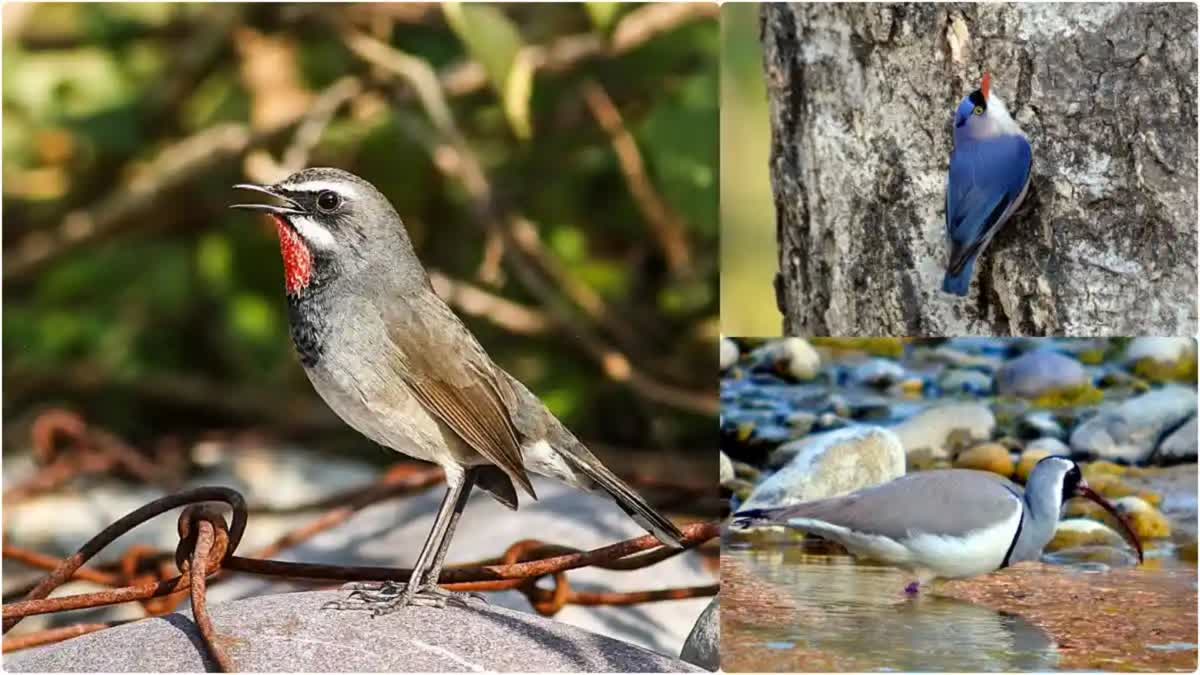 rare-species-of-birds-seen-in-dhela-range-of-corbett-park-in-ramnagar-uttarakhand