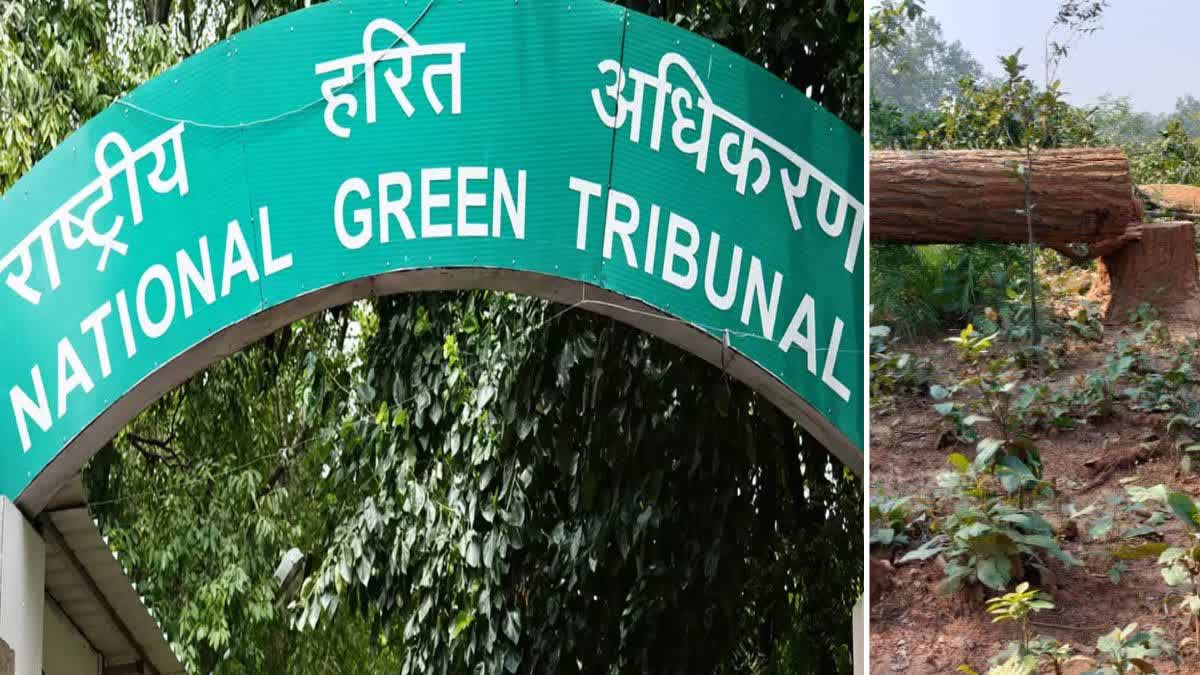 cutting of trees in Hasdev