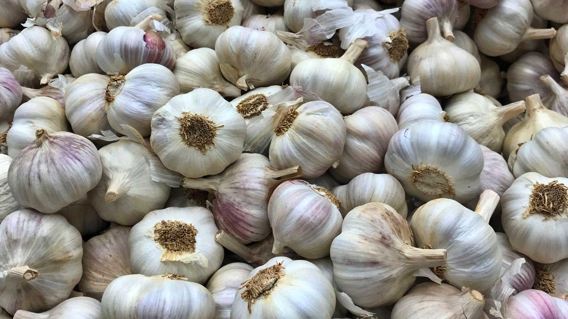 Himachal Garlic News