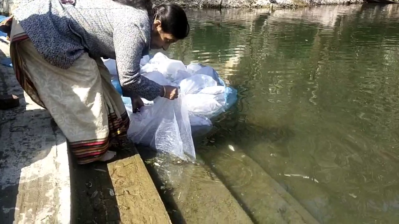 Silver Carp Fishes in Naini lake