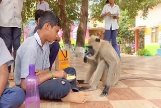 monkey_playing_with_school_students