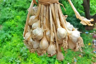 Himachal Garlic News