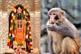 Monkey Enters Ram Mandir