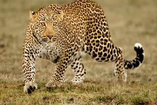Indore Leopard Terror