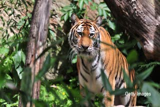 seoni tiger shocking video viral