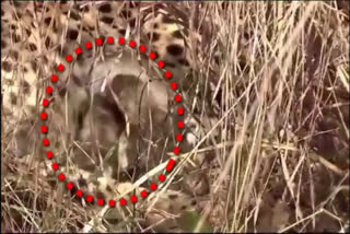 Cheetah Cubs of Jwala, The Nambian Cheetah