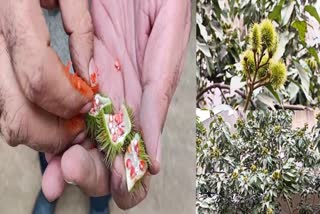 مرادآباد میں پودے کی مدد سے سندور قدرتی طور پر تیار کیا جا رہا ہے