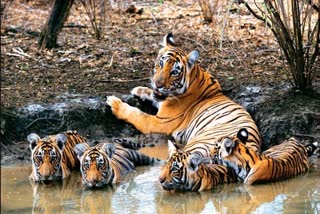Tigress family came on the way