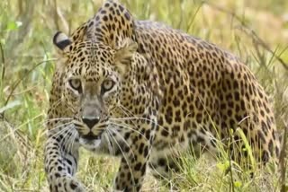Leopard died electric wire spread by hunter