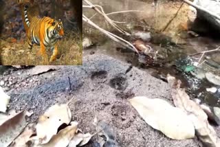 People Afraid That Tiger Will Roam