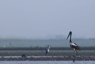 farming in National Wetland Alanya