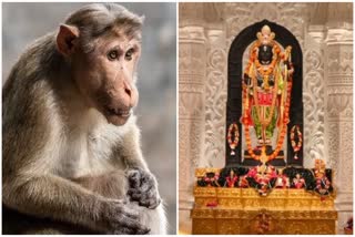 Monkey In Ram Mandir