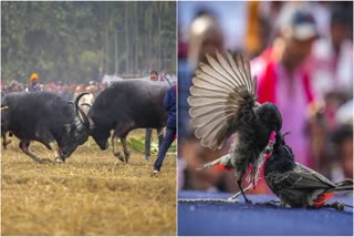 assam bird and buffalo fights