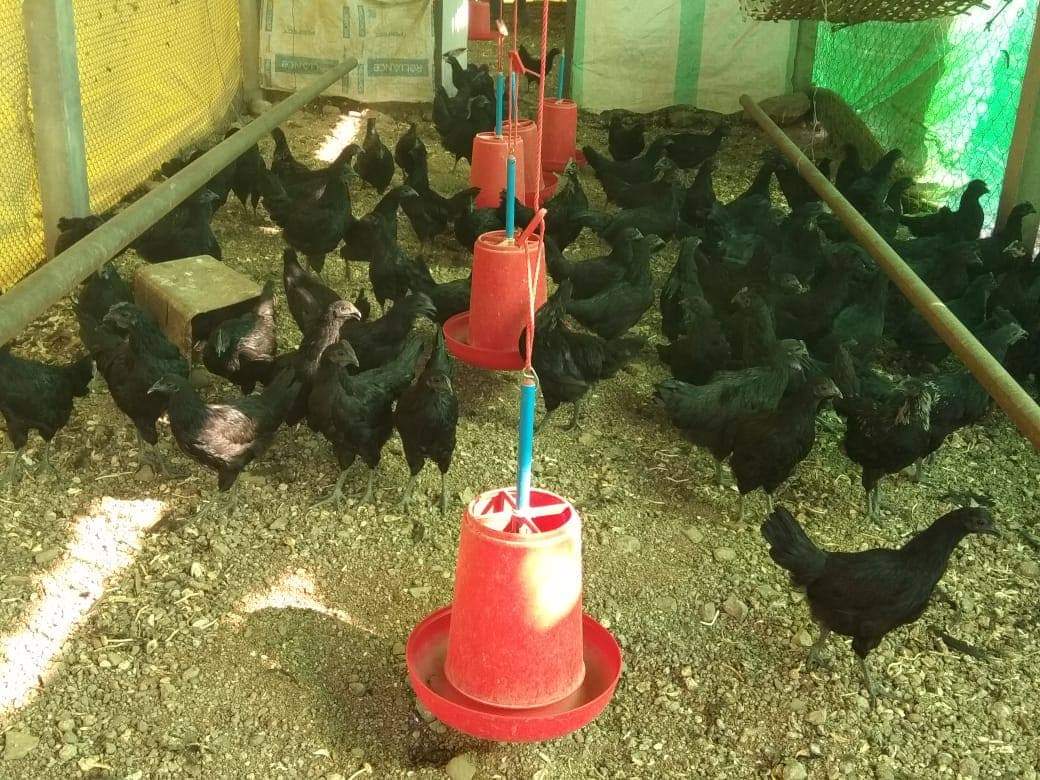 Kadaknath Poultry Farm