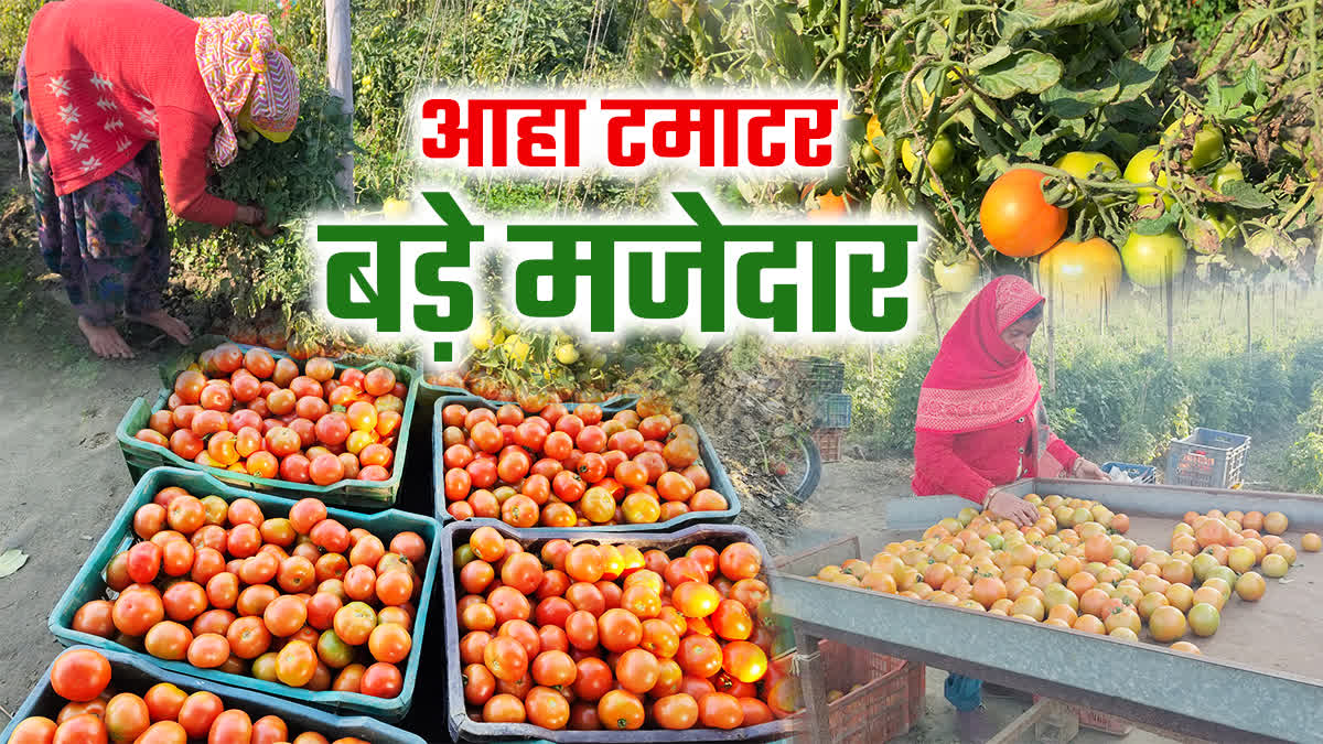 tomato farming in karnal